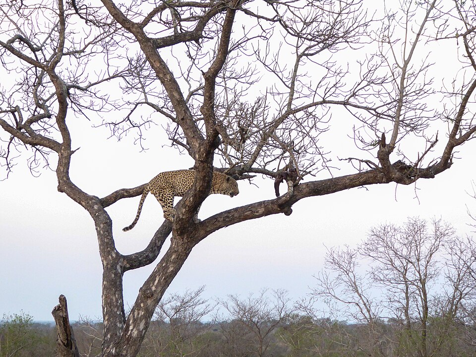 Медоед на природе
