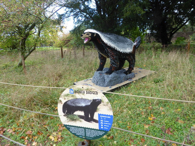 Медоед крупным планом